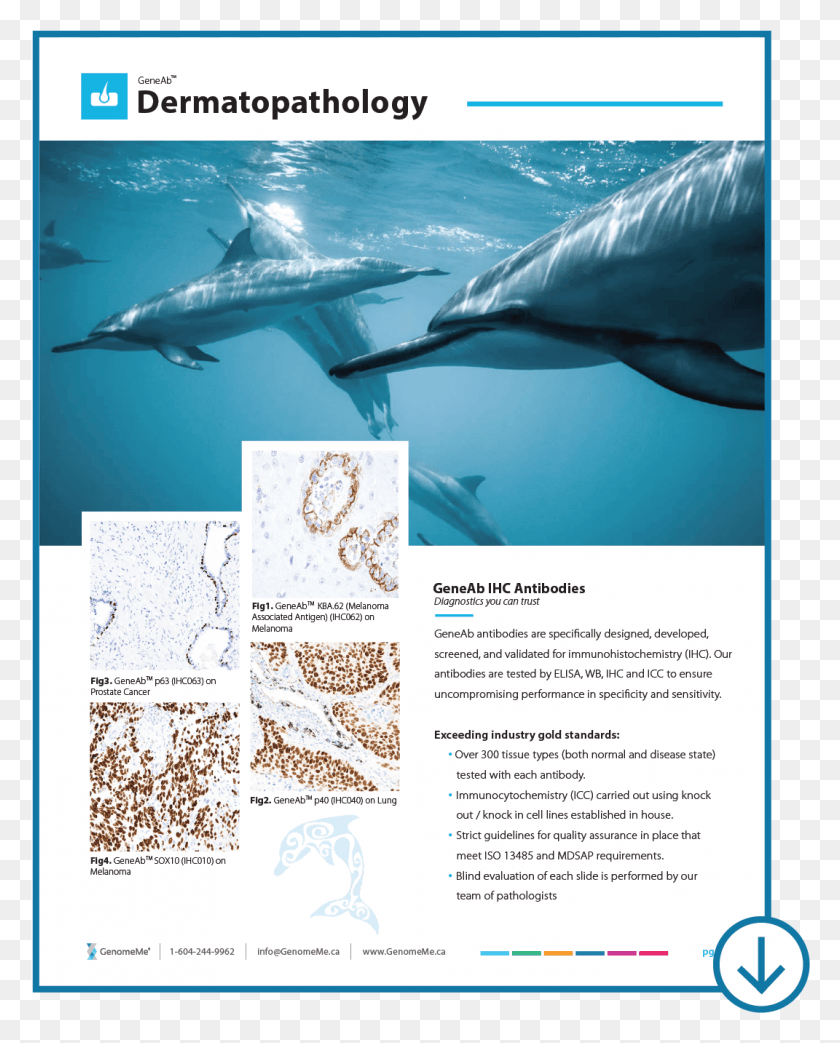 1071x1351 Marine Biology, Poster, Advertisement, Flyer HD PNG Download