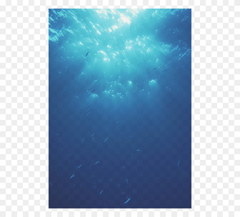 500x700 Морская Биология Океанские Млекопитающие Прозрачный Бесплатно, Вода, Природа, На Открытом Воздухе Hd Png Скачать