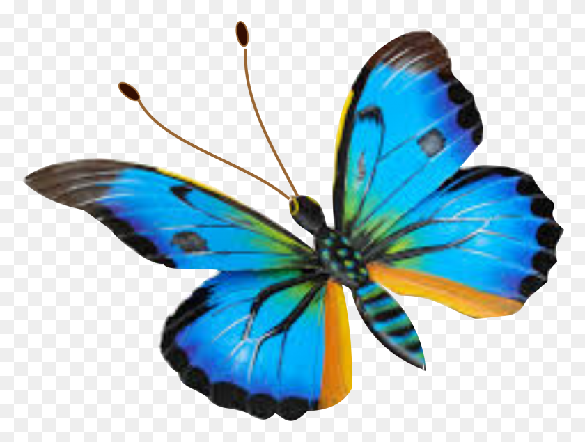 1563x1153 Mariposa, Бабочка, Насекомое, Беспозвоночные Hd Png Скачать