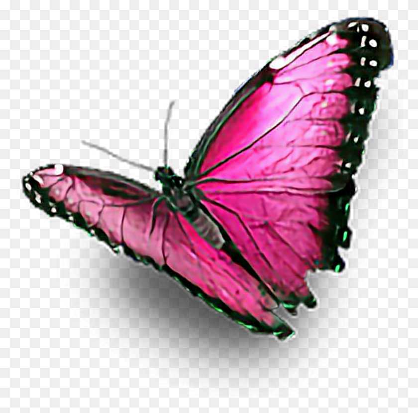 1833x1813 Mariposa Mariposa Rosa Rosa Preciosos Colores Colorido Azul Naturaleza, Insecto, Invertebrado, Animal Hd Png
