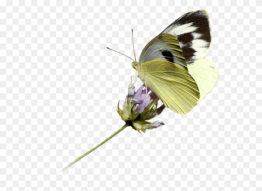 562x553 Mariposa Del Sara Orangetip, Butterfly, Insect, Invertebrate HD PNG Download