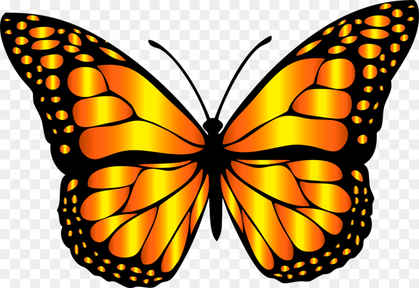 900x619 Mariposa Monarca Different Colors Of Butterfly, Animal, Insect, Invertebrate, Monarch Transparent PNG