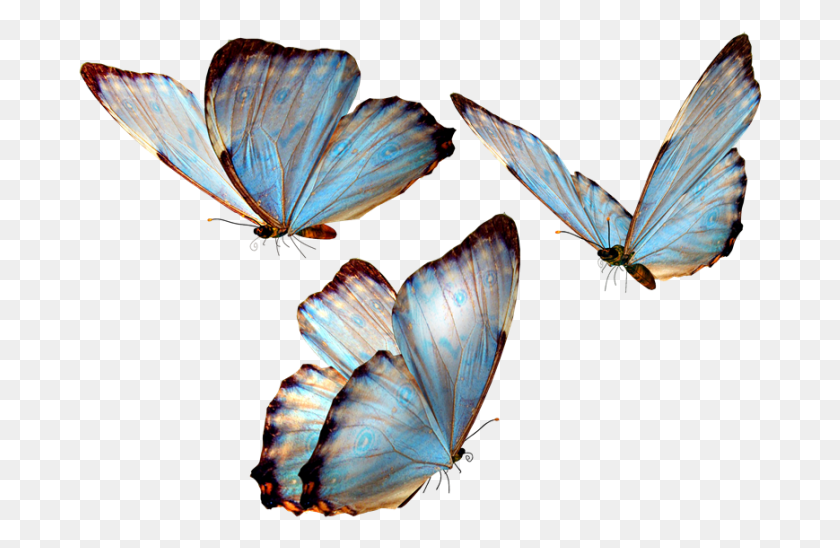 684x488 Mariposas Para Photoscape Butterflies, Butterfly, Insect, Invertebrate HD PNG Download