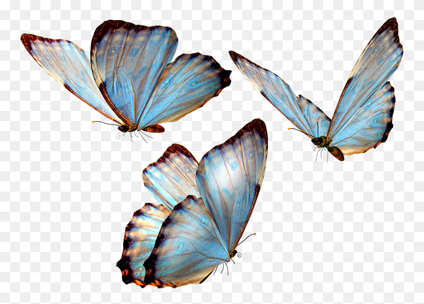 761x543 Mariposas Para Photoscape Butterfly, Insect, Invertebrate, Animal HD PNG Download
