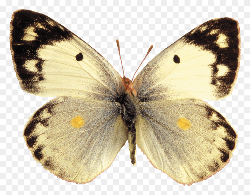 780x594 Descargar Png Mariposas Para Photoshop Pálido Nublado Mariposa Amarilla, Insecto, Invertebrado, Animal Hd Png