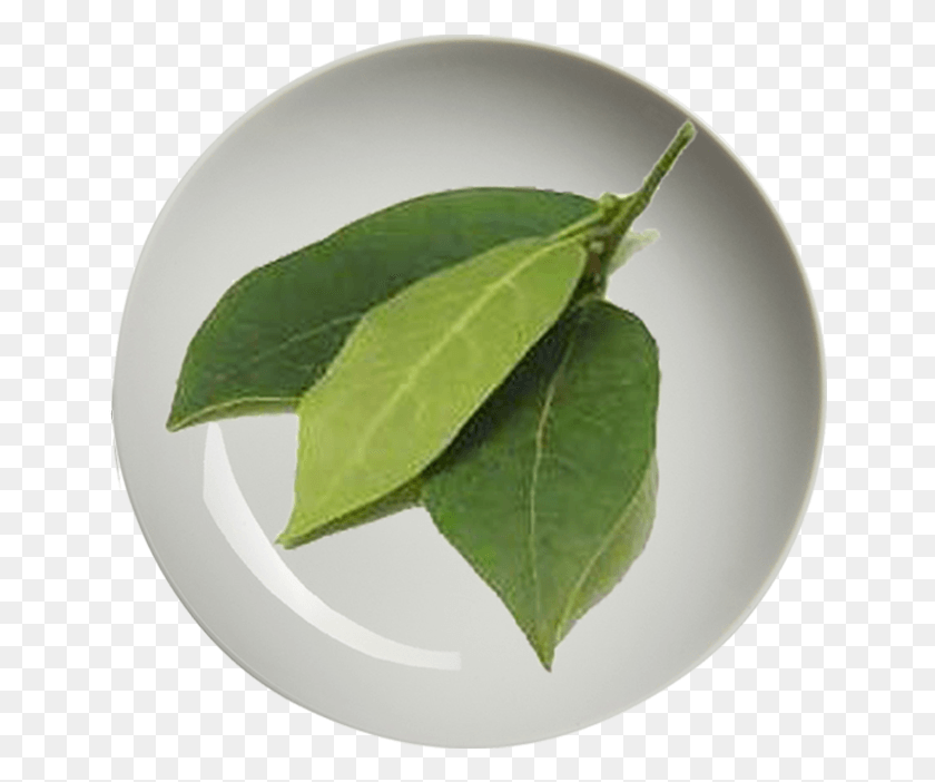 646x642 Mariza Daun Salam Kering 25g Buttonbush, Leaf, Plant, Annonaceae HD PNG Download