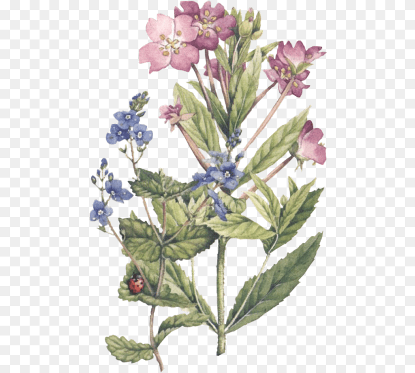 Marjolein Bastien Botanical Illustration, Flower, Plant, Acanthaceae, Leaf PNG