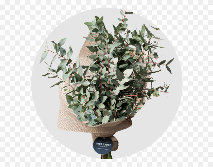 600x600 Market Bunch Eucalyptus Gum Bonsai, Plant, Pineapple, Potted Plant HD PNG Download