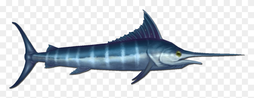 1412x478 Marlin Are A Common Fish That Can Be Found At The Bottom Swordfish, Animal, Sea Life, Tuna HD PNG Download