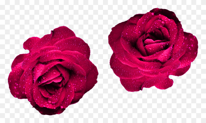 2737x1546 Розы Темно-Бордового Цвета Розы Природа Для Ваших Проектов Голубая Роза, Цветок, Растение, Цветение Hd Png Скачать