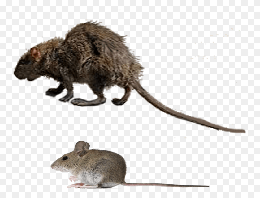 1821x1357 Marsh Rice Rat, Rodent, Mammal, Animal HD PNG Download
