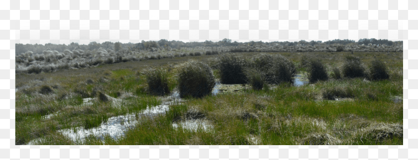 1099x371 Marsh Wetlands Background Stock Photo 0329 Mis Wetlands, Grass, Plant, Land HD PNG Download