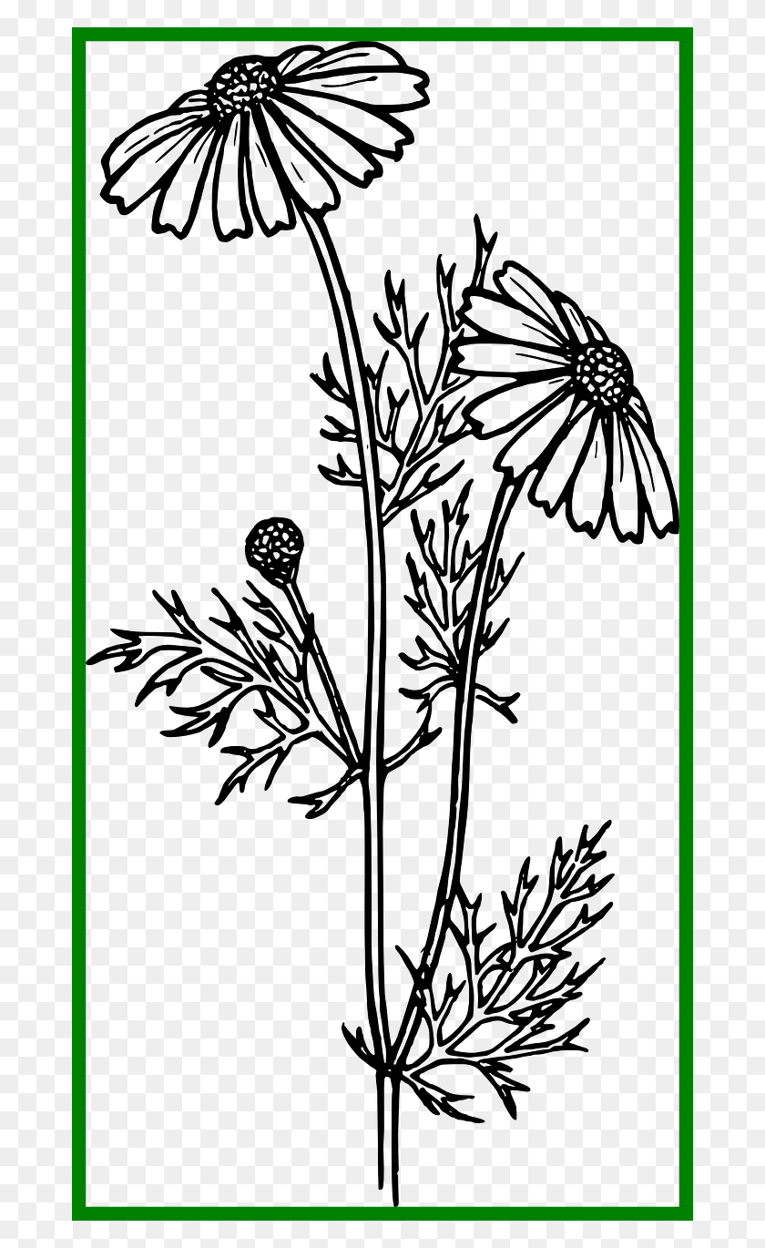 682x1310 Marvelous Daisy Purple Coneflower Color Page, Plant, Green, Apiaceae Descargar Hd Png