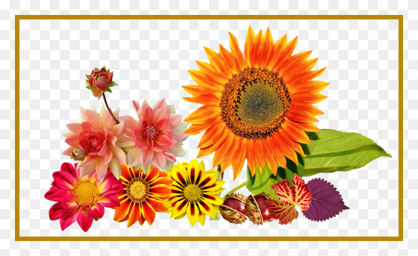 908x529 Marvelous Garden Autumn Sun Flower Colours For Sunflower Aid Mawlid Nabawi, Plant, Blossom, Dahlia HD PNG Download