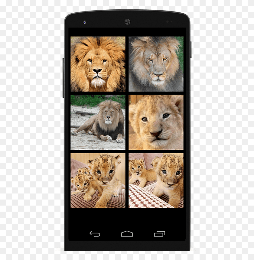 480x800 Masai Lion, Wildlife, Mammal, Animal HD PNG Download
