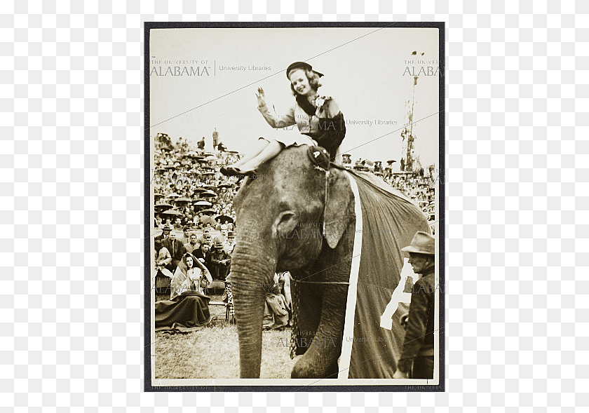 431x529 Mascot An Elephant, Wildlife, Mammal, Animal HD PNG Download