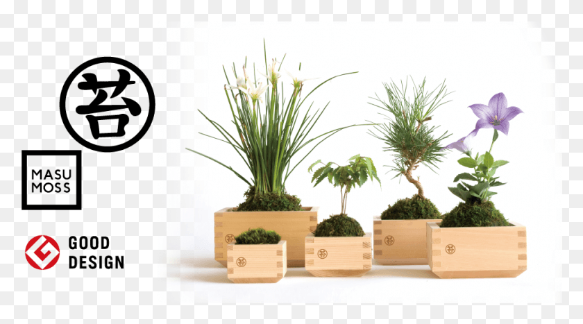959x501 Masu Moss Masumoss Is A Green Interior Decoration Masumosu, Plant, Tree, Vegetation HD PNG Download