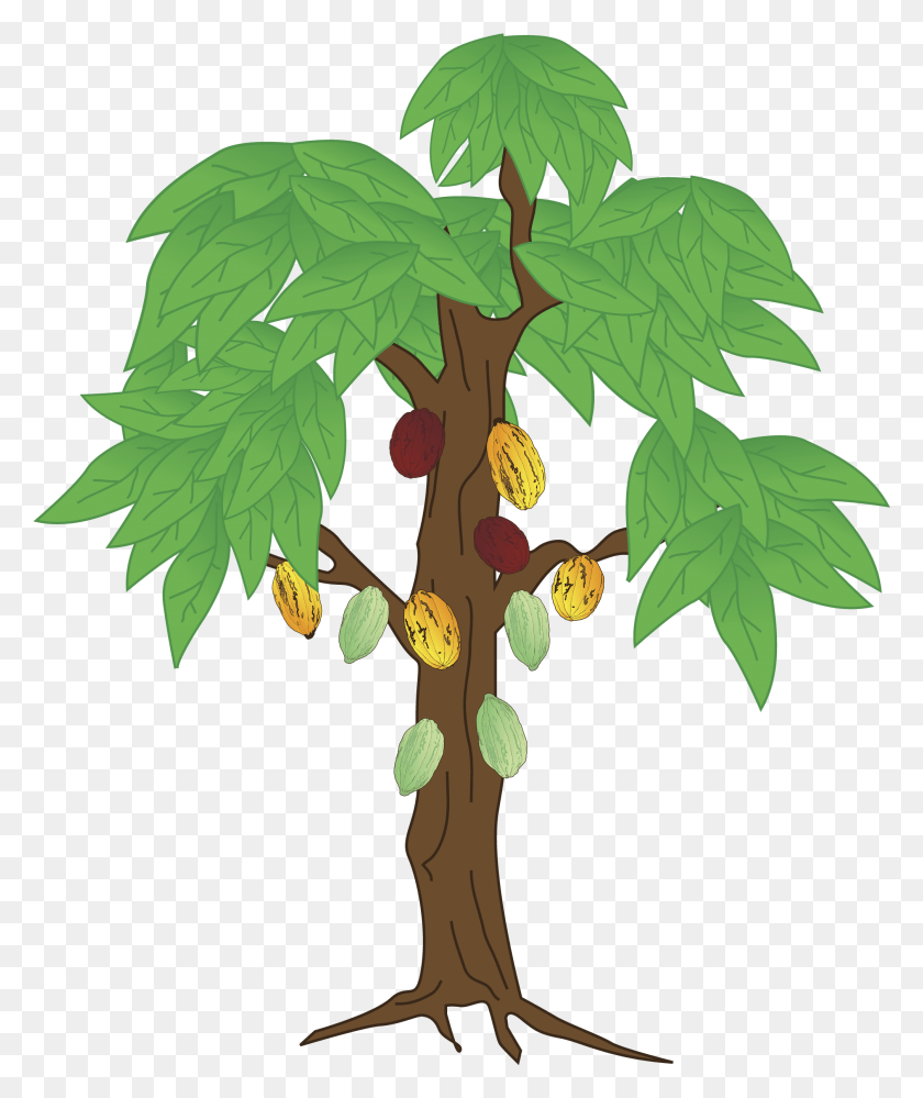 2015x2426 Mata De Coco Mata De Cacao Para Dibujar, Tree, Plant, Leaf Hd Png