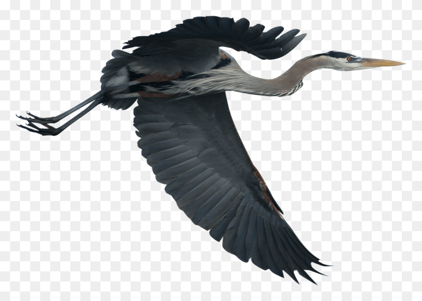 1455x1007 Matagorda County Has Led The Nation In The Number Of, Bird, Animal, Waterfowl HD PNG Download