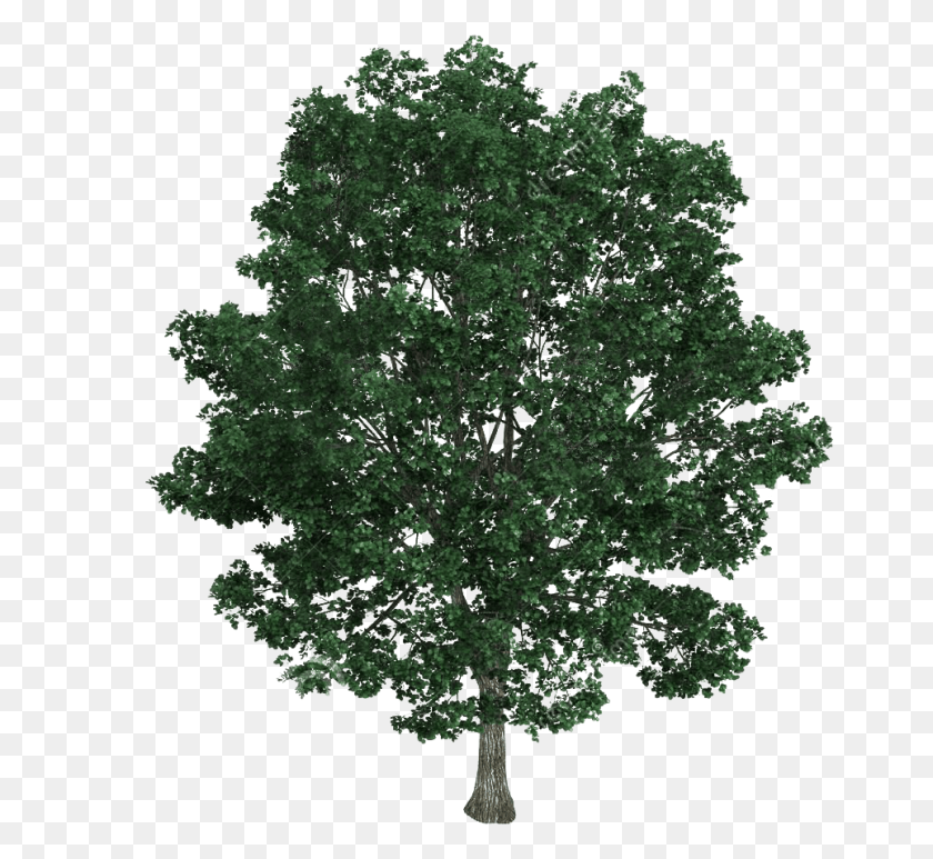 963x881 Material Tree Illustration Royalty Free Bodhi Platyphyllos Lindens, Plant, Maple, Oak HD PNG Download