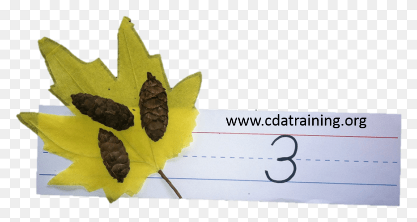 871x434 Math With Leaves And Pine Cones Power Point 2007 Animaciones, Leaf, Plant, Text HD PNG Download