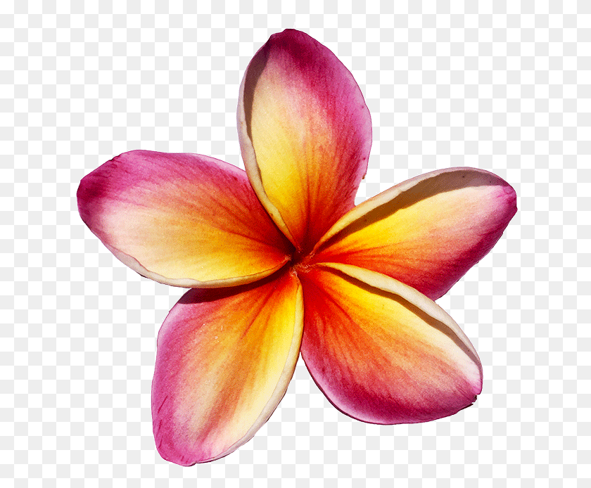 632x634 Maui Frangipani, Petal, Flower, Plant HD PNG Download