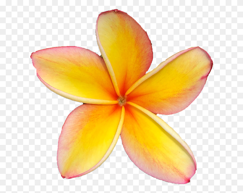 635x606 Maui Frangipani, Petal, Flower, Plant HD PNG Download