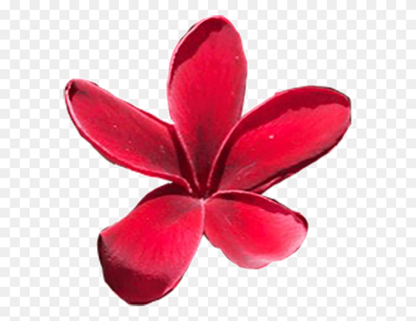 586x589 Maui Red Plumeria, Petal, Flower, Plant HD PNG Download