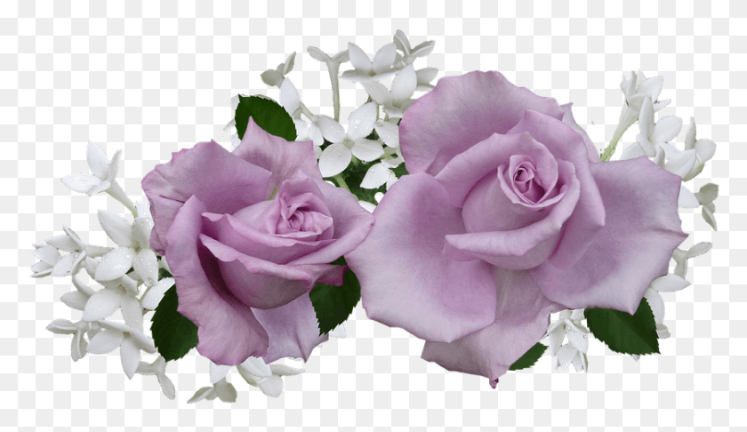 837x458 Mauve Rose With White Flowers Purple And White Flowers, Plant, Flower, Blossom HD PNG Download