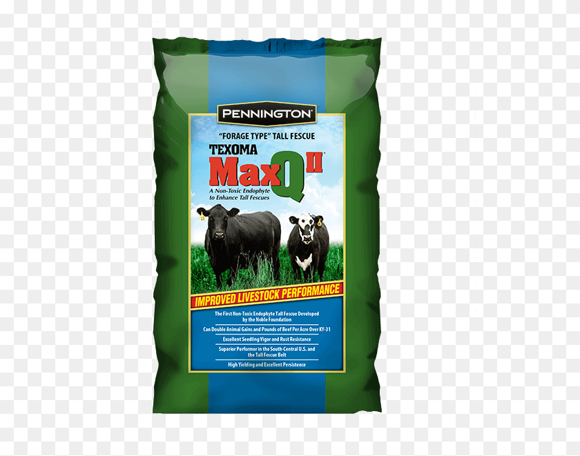 538x601 Maxq Ii Tall Fescue Perennial Grass Seed, Cow, Cattle, Mammal HD PNG Download