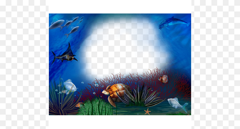 500x450 May 2011 Studio Background Psd Free Download, Animal, Sea Life, Water, Fish Clipart PNG
