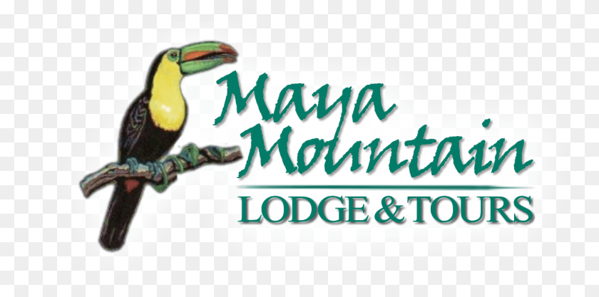 1200x550 Maya Mountain Lodge Logo, Animal, Bird, Toucan HD PNG Download