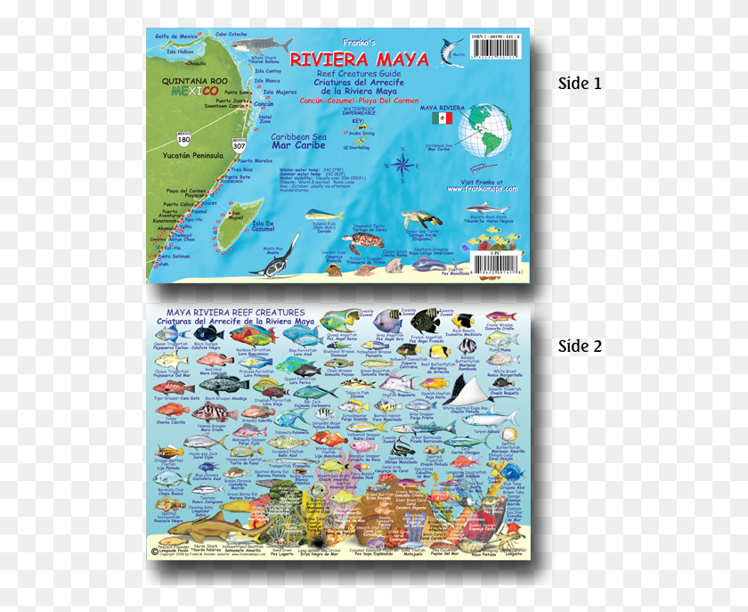 513x627 Maya Riviera Fish Card Fish Of Riviera Maya, Mapa, Diagrama, Alfombra Hd Png