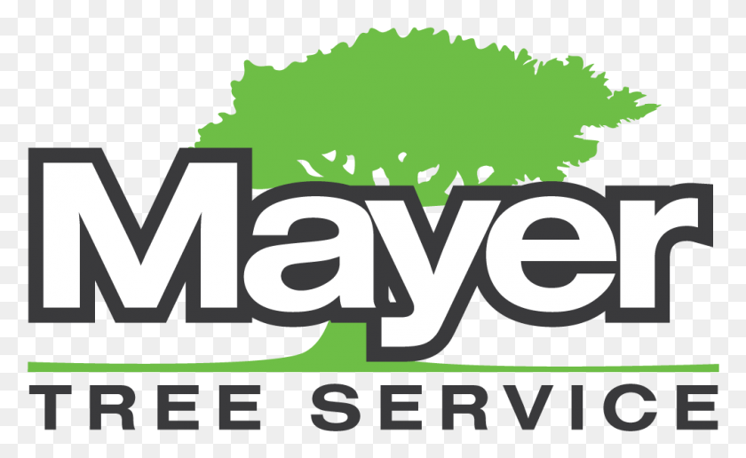 1003x587 Mayer Electric Autos Post Graphic Design, Poster, Plant, Text HD PNG Download