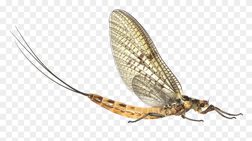 1727x910 Mayfly Clipart Mayfly, Dragonfly, Insect, Invertebrate HD PNG Download