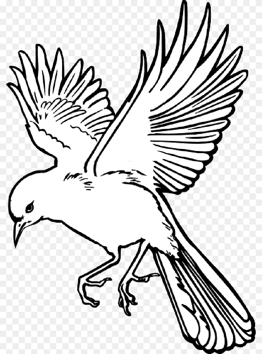 800x1135 Mb Imagepng Flying Bird Line Art, Stencil, Baby, Person, Animal Clipart PNG