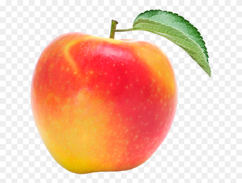 634x575 Mcintosh, Apple, Fruit, Plant HD PNG Download