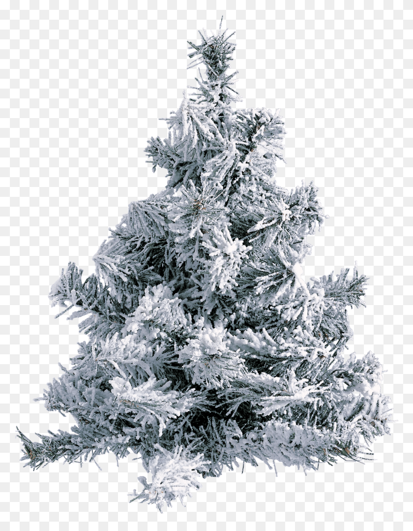 1219x1593 Me Gusta Snowy Pine Tree, Christmas Tree, Tree, Ornament HD PNG Download
