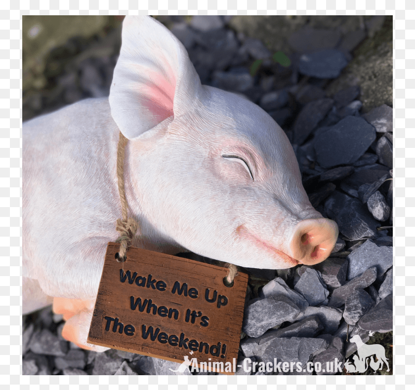 751x731 Me Up When It39s The Weekend39 Sign Sleeping Pig Domestic Pig, Mammal, Animal, Hog HD PNG Download