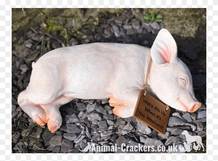751x563 Me Up When It39s The Weekend39 Sign Sleeping Pig Domestic Pig, Mammal, Animal, Rock HD PNG Download