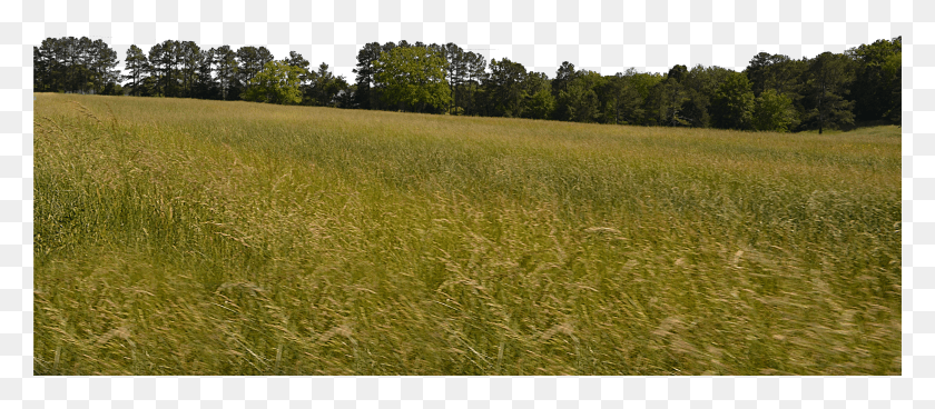 4929x1952 Meadow HD PNG Download