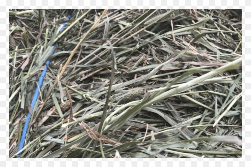 1335x859 Meadow Hay Square Bales Camouflage, Plant, Agavaceae, Grass HD PNG Download