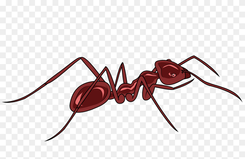 1920x1247 Meat Ant Animal, Insect, Invertebrate, Fish Clipart PNG