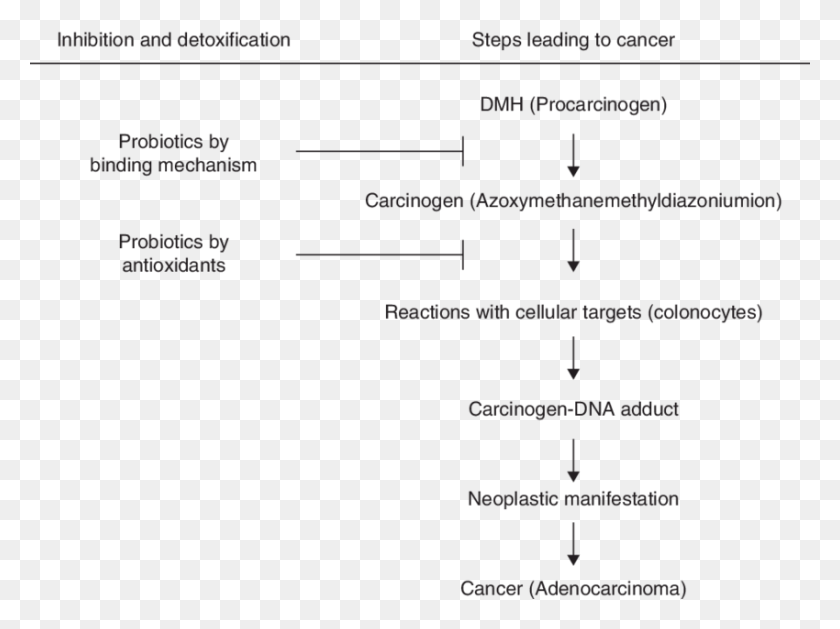 850x621 Mechanism Of Action Of Probiotics During Colon Cancer Mechanism Of Colon Cancer, Text, Outdoors, Nature HD PNG Download