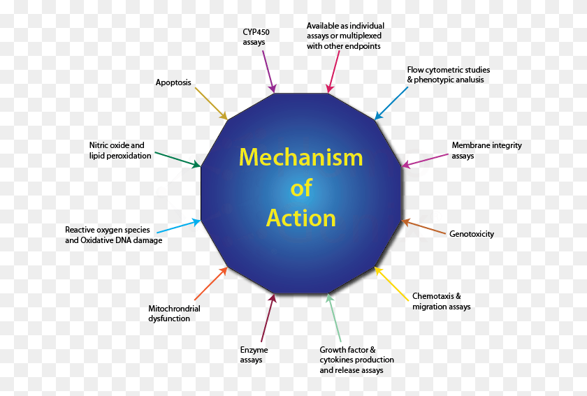 654x507 Mechanism Of Action Studies Cytokines Mechanism Of Action, Diagram, Plot, Balloon HD PNG Download