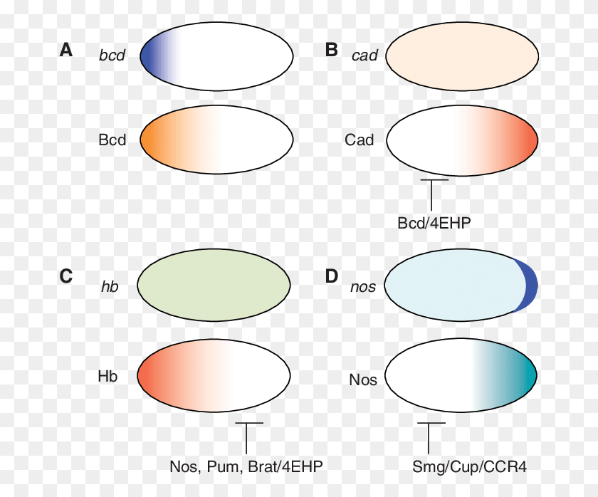 674x638 Mechanisms Of Establishing Protein Gradients In The Circle, Oval, Cylinder, Lighting HD PNG Download