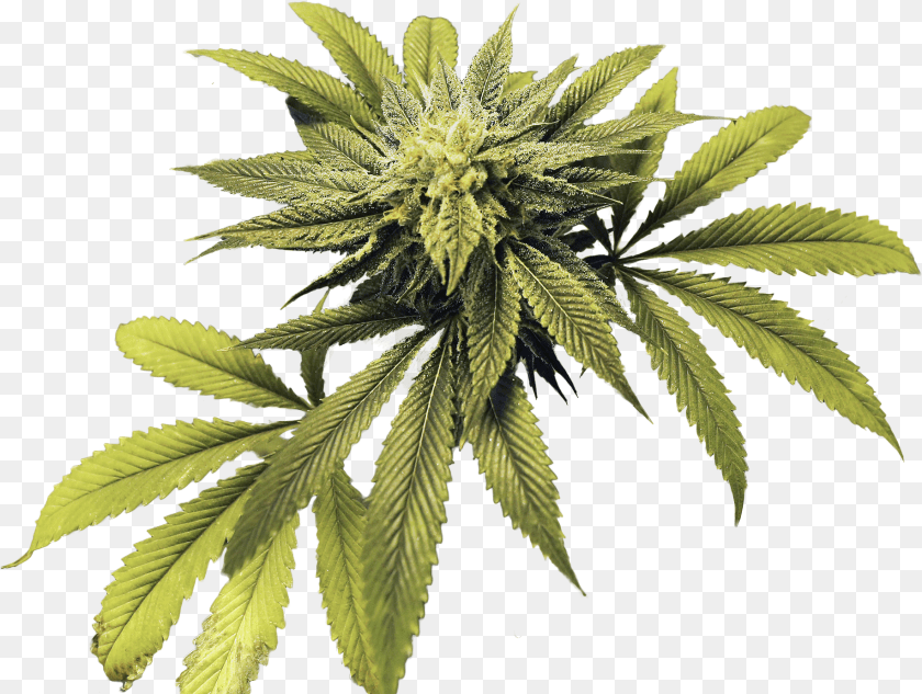 1833x1381 Medical Marijuana Sales Surpass 33 Million In Arkansas Tree, Leaf, Plant, Weed, Hemp Clipart PNG