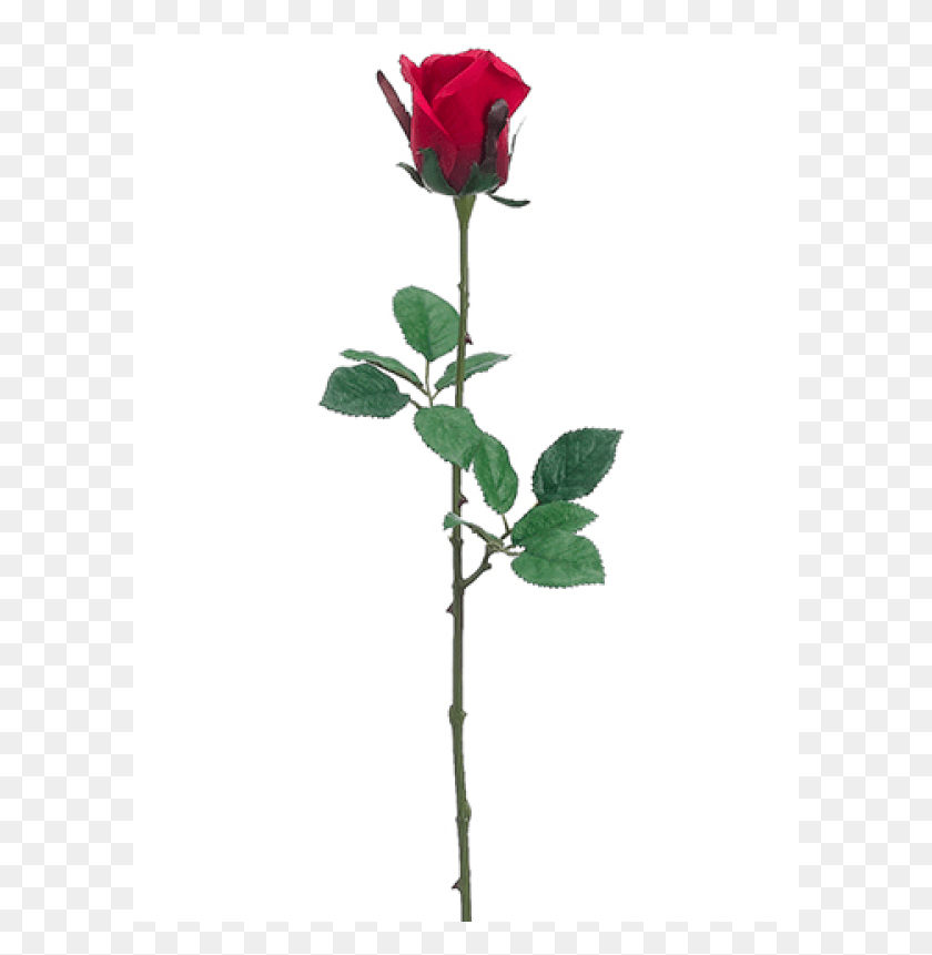 601x801 Средний Эквадорский Бутон Розы Спрей Красные Садовые Розы, Цветок, Растение, Цветение Hd Png Скачать