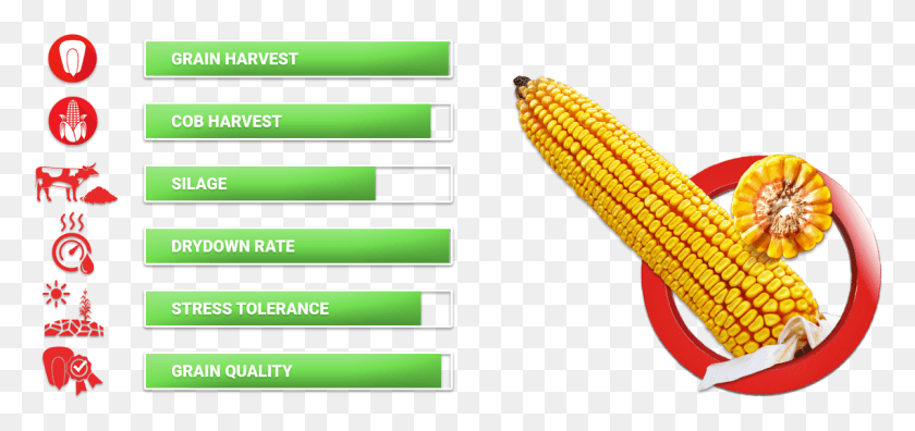 1140x492 Medium Height Stalk With Somewhat Low Position Of The Corn Kernels, Plant, Vegetable, Food HD PNG Download