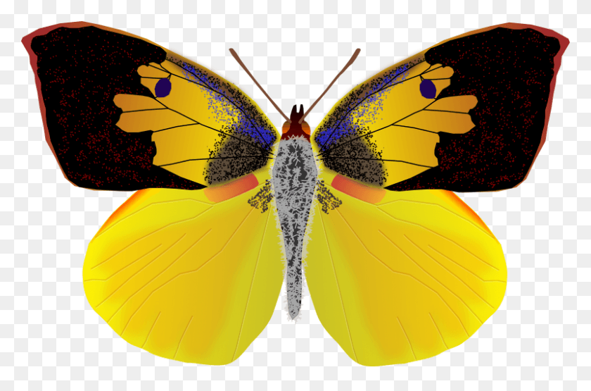 800x508 Medium Image California Dog Face Butterfly, Ornament, Pattern, Animal HD PNG Download